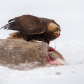 Roadkill
