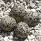 Killdeer Eggs 
