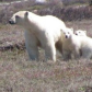 Polar Bears & her Cubs