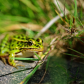 Fresh Frog 
