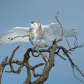 Soft Landing