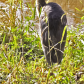 Great Blue Heron waiting by the river.