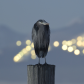 Heron by Night