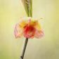 Hickory Flower