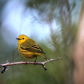 Warbler