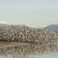 Dunlin Fun