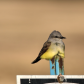 Western Kingbird