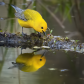 Prothonotary reflection at dusk