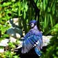 Blue Jay Bliss