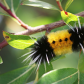 Fuzzy Wuzzy