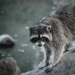 In Search for Food