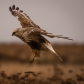 Rough-Legged Hawk