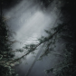 Misty Light Rays