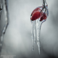 Frozen