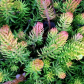 Sedum Rupestre Angelina