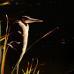 A Dignified Heron