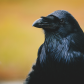 Raven Portrait