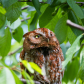 Red Morph Screech Owl