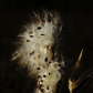 Butterfly Feeder