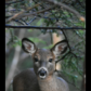 Doe Love