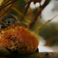 Chilled Robin