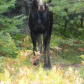 Moose!