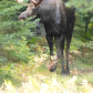 Moose!