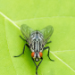 Fly