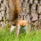 Red Squirrel