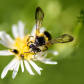 Pollinator
