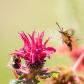  Clearwing Moth and Bee