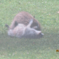 Raccoons 