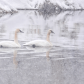 Trumpeter Swans, Snow 