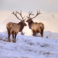 Wapiti