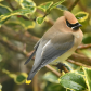 Cedar Waxwing