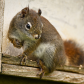 Pine Squirrel