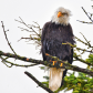 Bad Feather Day