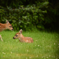 Twin Sitka Blacktail Fawns