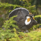 Mating Display