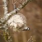 Chestnut-backed Chickadee