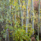 Poplar Thicket