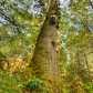 Giant Spruce Tree