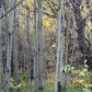 Poplar Thicket