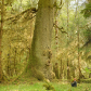 Old Growth Spirit Spruce