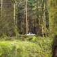 Old Growth Forest, Haida Gwaii