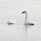 Trumpeter Swan On Guard