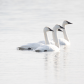 Trumpeter Swan On Guard