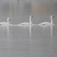 Trumpeter Swan Parade