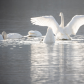 Trumpeter Swan 