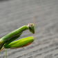 Praying and waiting for a mate